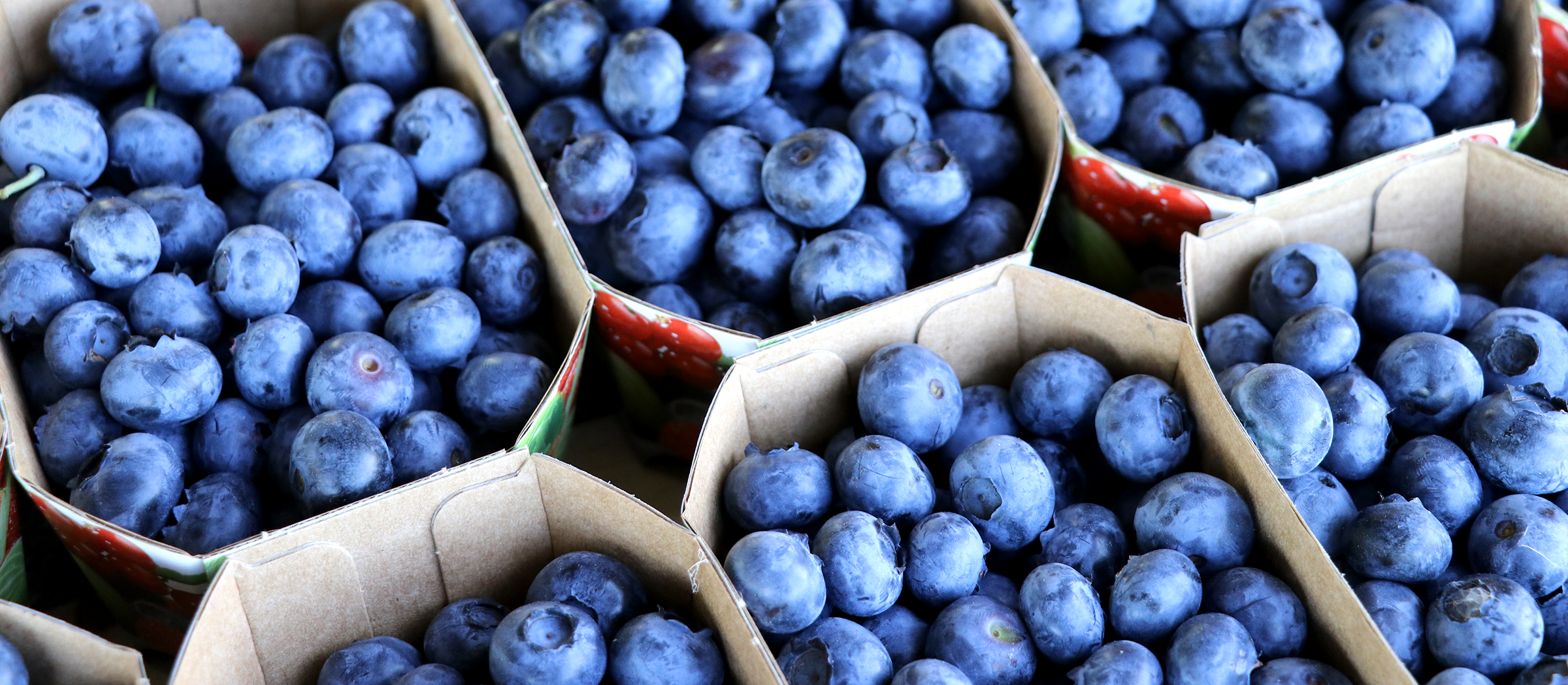 Mehrere kleine Pappschalen mit frischen, blauen Heidelbeeren, dicht gefüllt und nebeneinander angeordnet.