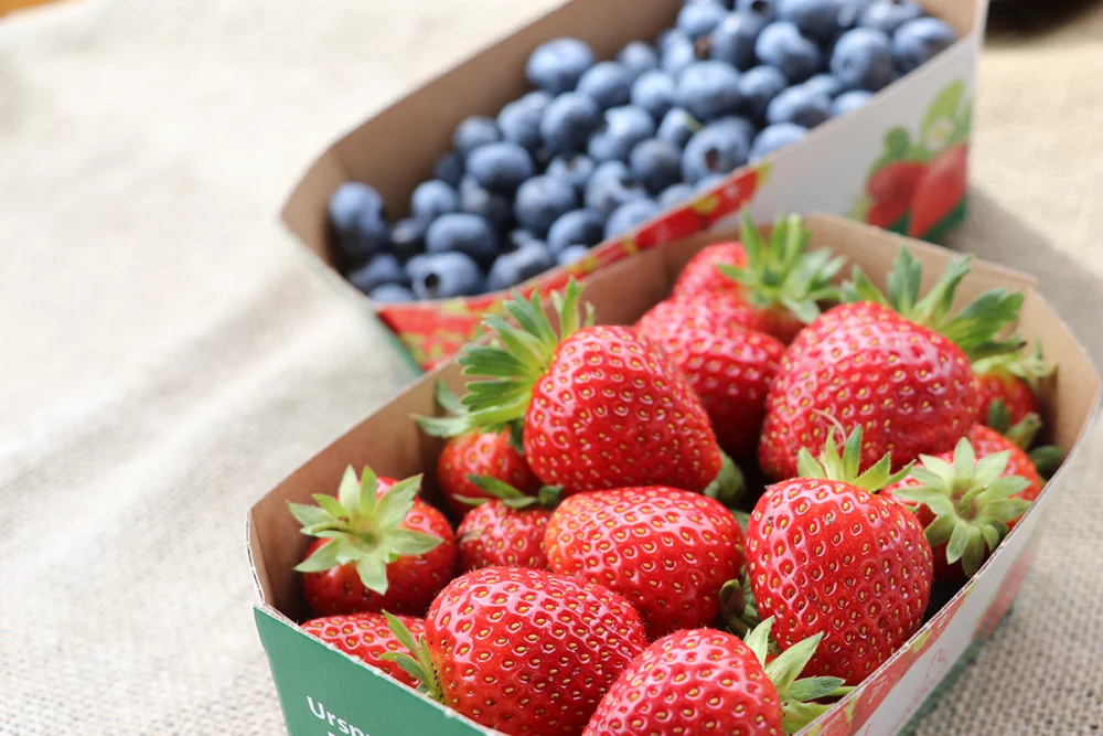 schwanteland_selbsternte_über_uns_saftiges_obst_regional Zwei Pappschalen mit frischen Erdbeeren und Heidelbeeren auf hellem Stoffuntergrund.