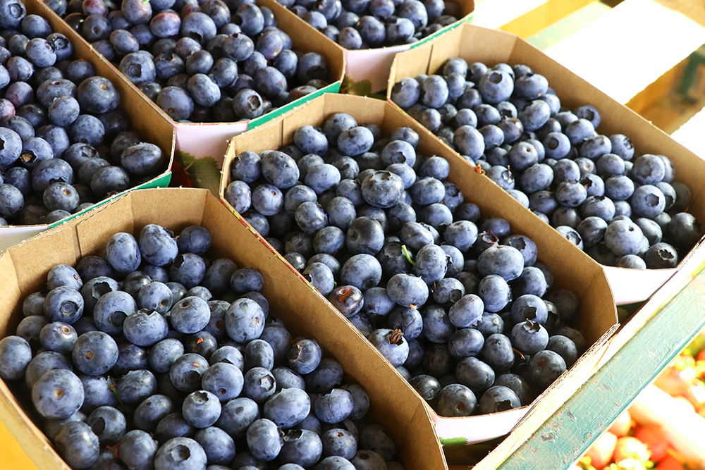 schwanteland_wissenswertes_heidelbeeren_gesund Mehrere kleine Pappschalen, gefüllt mit frischen Heidelbeeren, angeordnet in einem Muster.
