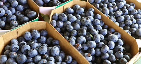 Mehrere kleine Pappschalen, gefüllt mit frischen Heidelbeeren, angeordnet in einem Muster.