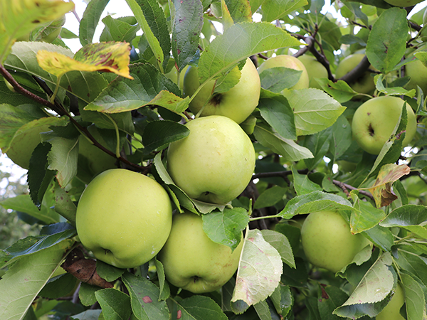 äpfel_schwanteland_selbsternte_web Gruppe grüner Äpfel hängt an einem Apfelbaum mit grünen Blättern.