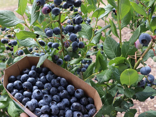 Nahaufnahme von reifen Heidelbeeren an Sträuchern und in einem Pappbehälter.
