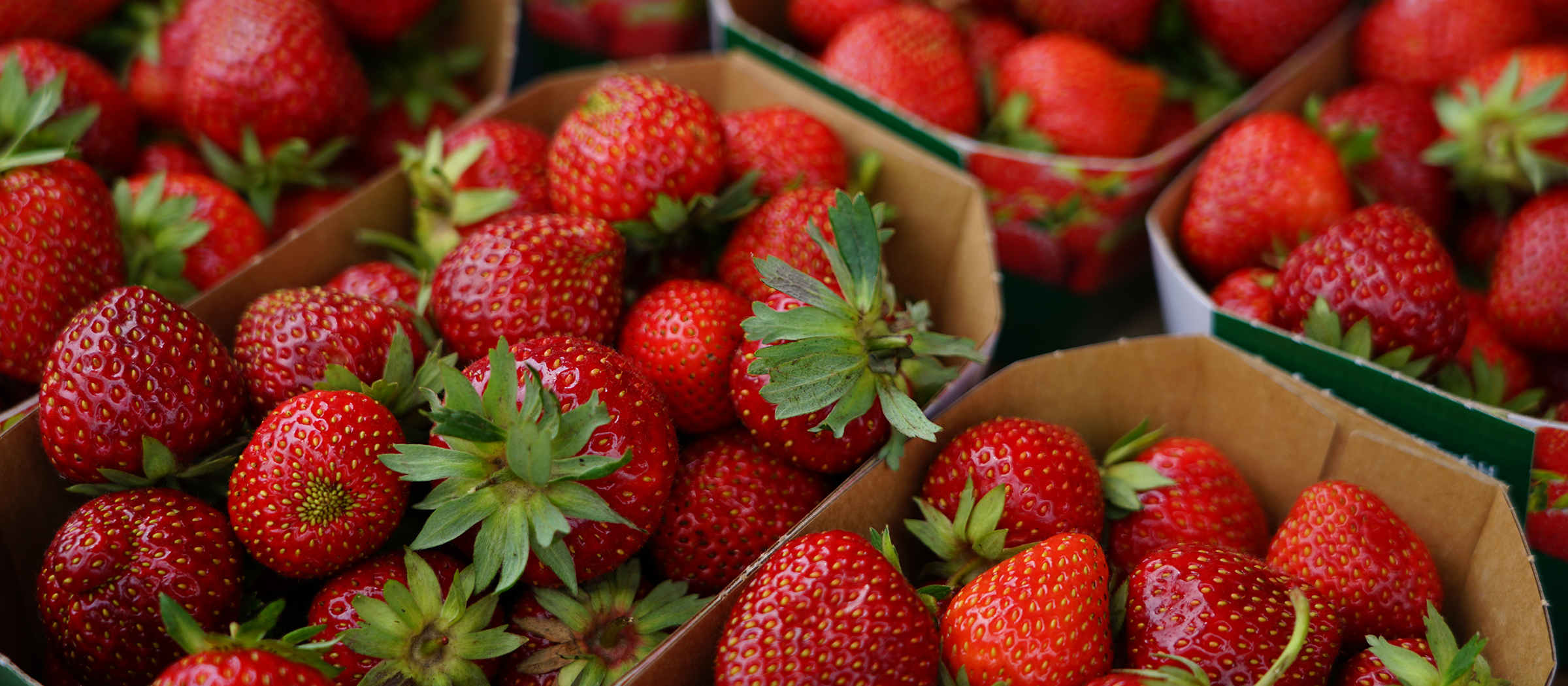 Reife Erdbeeren in Schalen.