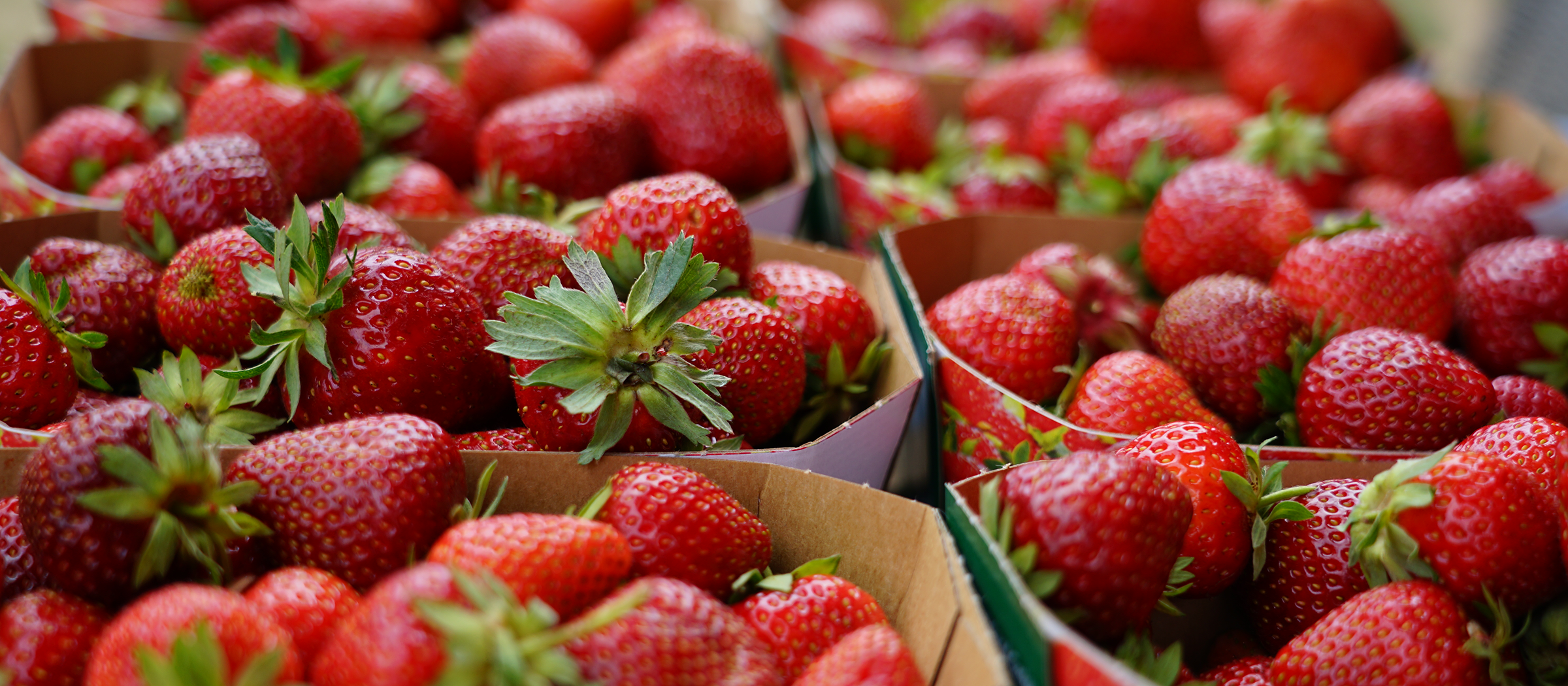 Reife Erdbeeren in 7 kleinen Schalen aus Karton, die hinter- und nebeneinander stehen.