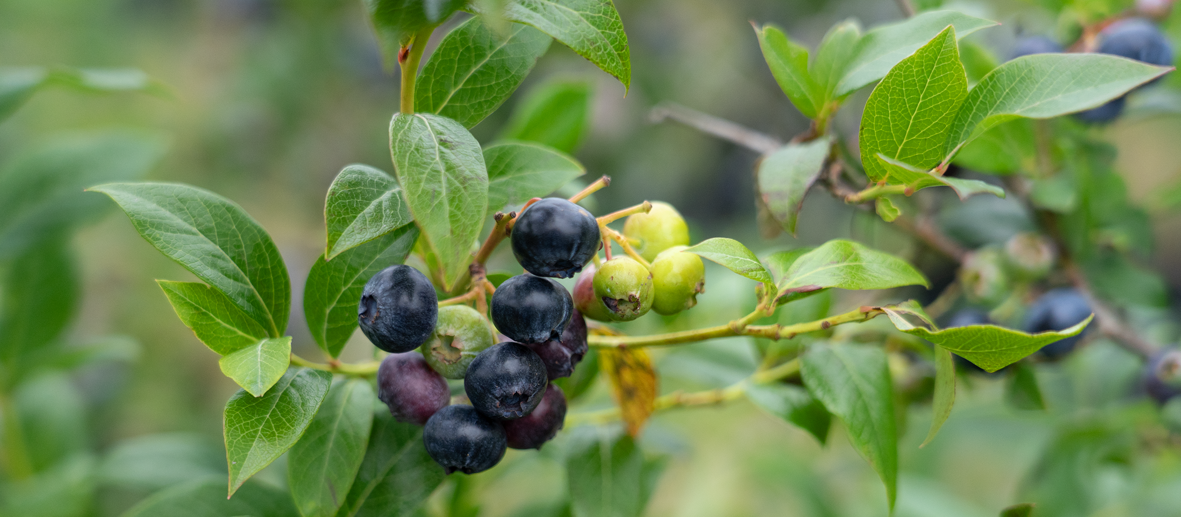 Reife und unreife Heidelbeeren am Strauch.