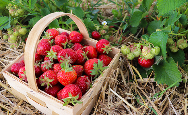 Ein rechteckiger Korb aus hellem Holz ist mit reifen, roten Erdbeeren gefüllt. Die Erdbeeren sind unterschiedlich groß und zeigen grüne Kelchblätter. Im Hintergrund wachsen Erdbeerpflanzen mit unreifen, grünlichen und teils rötlichen Früchten sowie gezackten Blättern. Der Boden ist mit Stroh bedeckt. Das Bild thematisiert verschiedene Erdbeersorten.