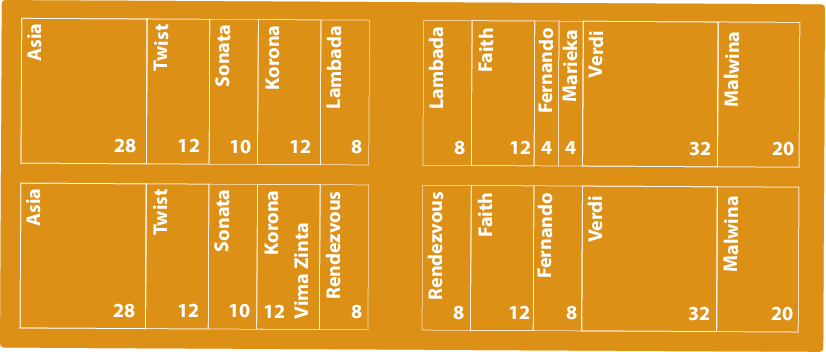 Tabelle mit Erdbeersorten und zugehörigen Zahlenwerten in orangefarbenen Zellen, darunter Sortennamen wie Asia, Twist, Sonata, Korona, Lambada, Rendezvous, Faith, Fernando, Mariska, Verdi und Malwina.