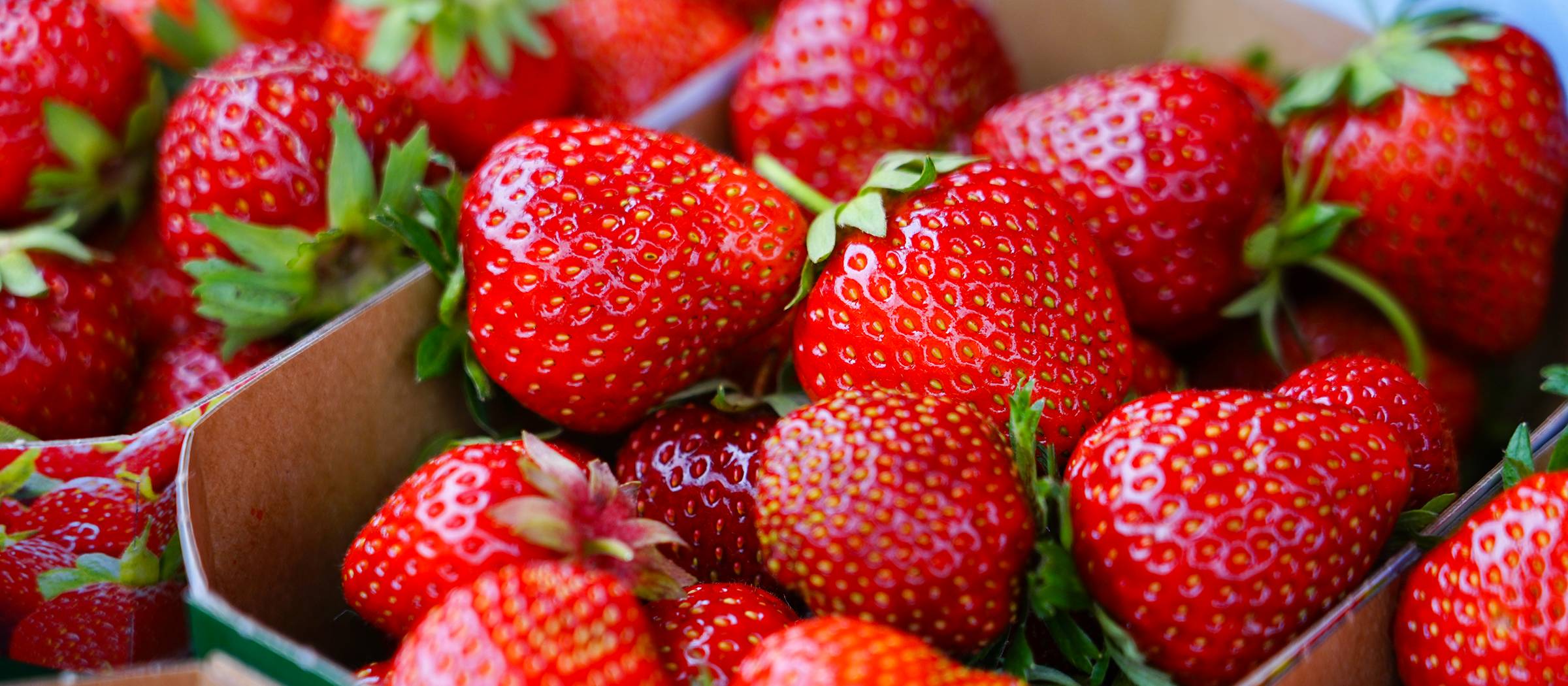 Mehrere Erdbeeren verschiedener Sorten liegen dicht beieinander in offenen Pappschalen. Die Früchte sind leuchtend rot, glänzend und zeigen unterschiedliche Größen und Formen. Die grünen Kelchblätter sind bei vielen Erdbeeren deutlich sichtbar. Im Hintergrund sind weitere Erdbeeren und Teile der Schalen zu erkennen.