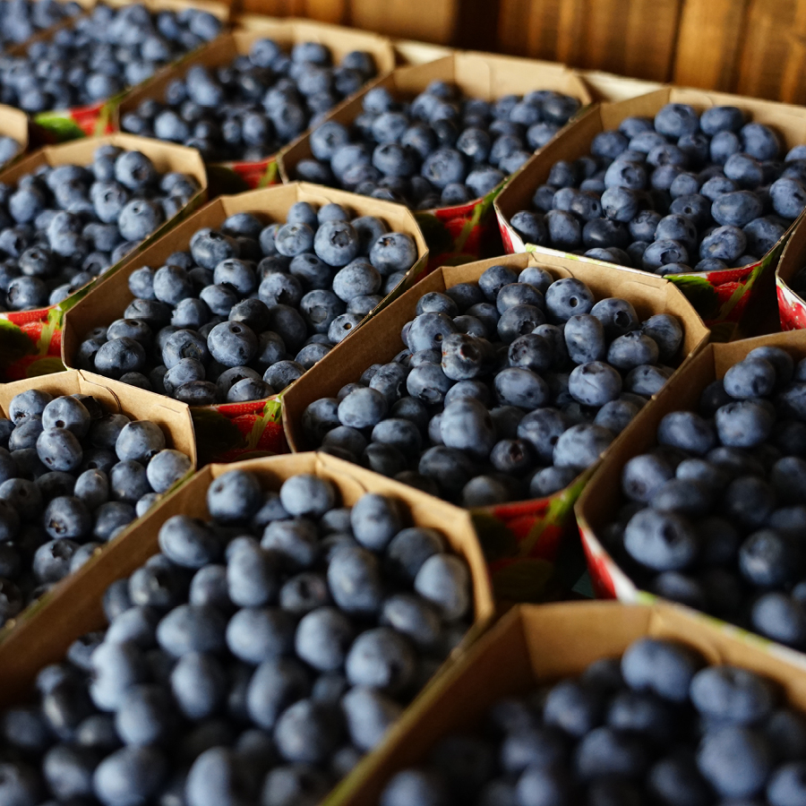 Mehrere kleine Pappschalen, gefüllt mit frischen Heidelbeeren, angeordnet in einem Muster.