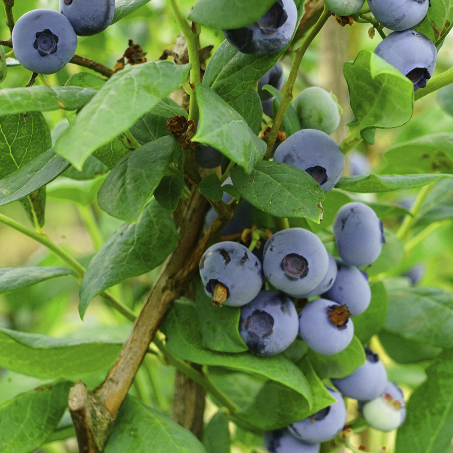 Nahaufnahme von Heidelbeeren an einem Strauch mit grünen Blättern