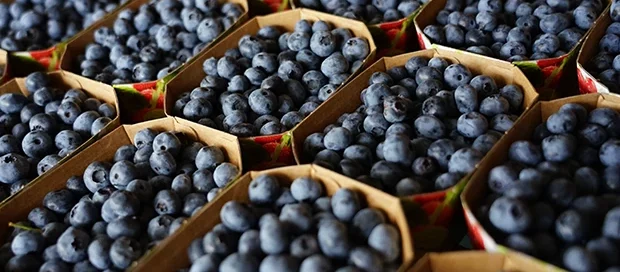 Mehrere kleine Pappschalen, gefüllt mit frischen Heidelbeeren, angeordnet in einem Muster.