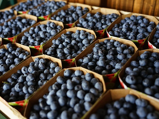 Mehrere kleine Pappschalen, gefüllt mit frischen Heidelbeeren, angeordnet in einem Muster.